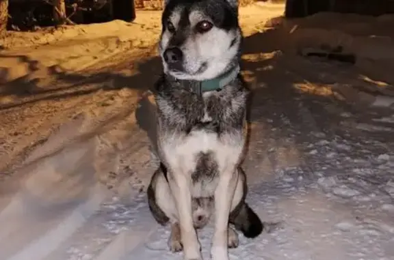 Найдена собака, район Щербинка, фото: Собака найдена на ул. Толбухина, 13