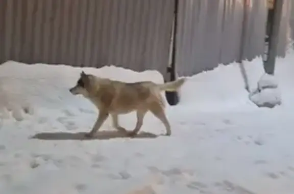 Найдена собака, район Щербинка, фото: Собака найдена: Чечёрский пр., 134 к1