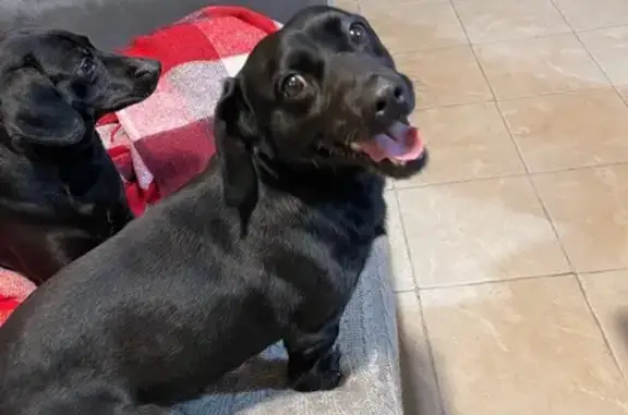 Найдена собака, Косулино, фото: Найдена собака, Кольцевая 70, Косулино