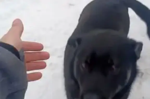 Найдена собака, Новосибирск, фото: Собака найдена: Новосибирск, Новосиб. обл.