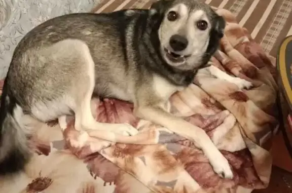 Пропала собака, ул. Березина, Красноярск - photo