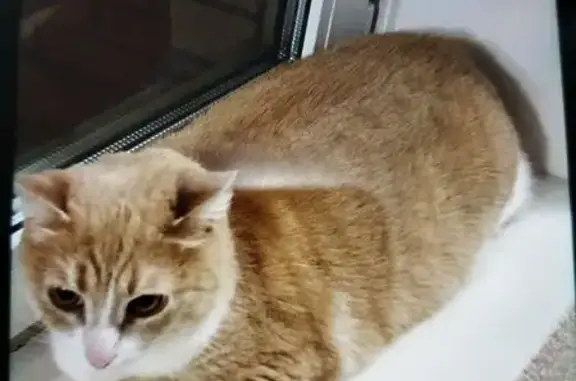 Найдена кошка, Колпино, фото: Кошка найдена: Загородная ул., Колпино