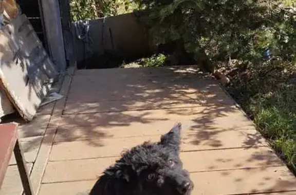 Пропала собака, ул. Шкипера Гека, 15 - photo