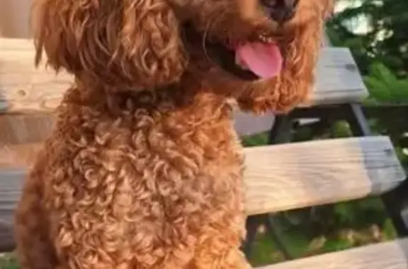 Пропал пудель, Сергиевская, Н. Новгород - photo