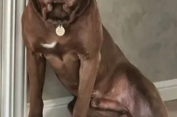 Пропала собака, Саратов, Академика Семёнова 13 - photo