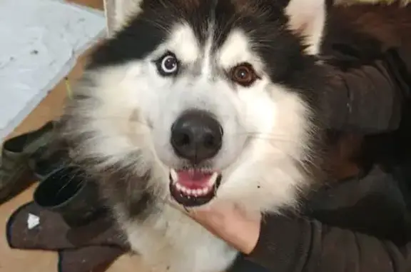 Найдена собака, Иваново, фото: Хаски найден у пл. Примирения, Иваново