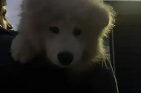 Найдена собака, Краснодар, фото: Самоед найден на Строителей, 30, Краснодар