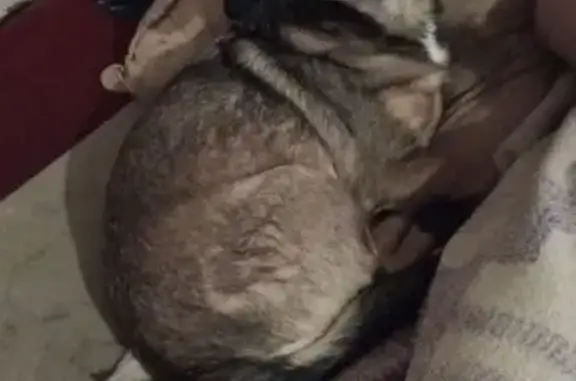 Пропала собака, ул. Маяковского, 140 - photo