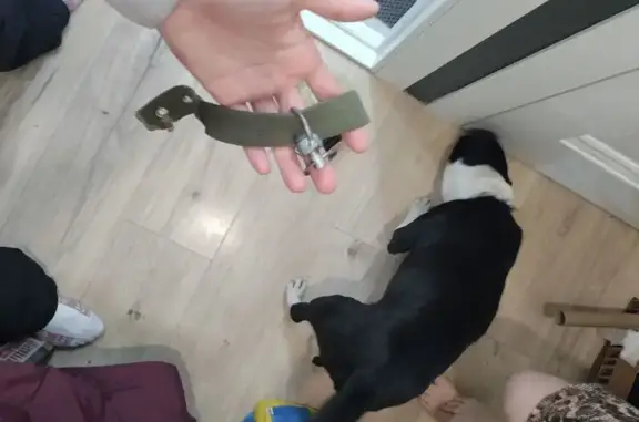 Найдена собака, Омск, фото: Найдена собака, Омск, Музейная ул.