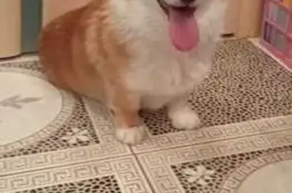 Найдена собака, Сежа, фото: Вельш корги найдена, Частинские Выселки