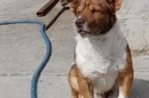 Пропала собака, Октябрьская 272, Новороссийск - photo