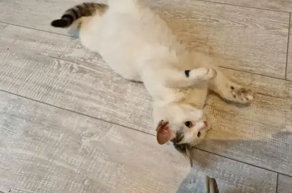 Найдена кошка, Михайловск, фото: Кошка найдена на Ивана Бурмистрова, 48