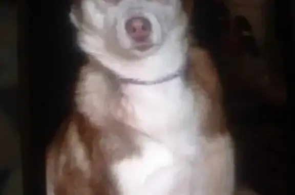 Пропала хаски в Неполодь, д. 70а - photo