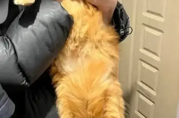 Поиск домашних животных, фото: Найдена кошка, ул. Малышева 19, Москва