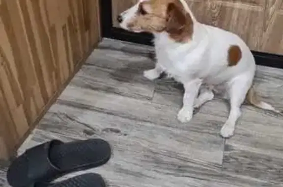 Найдена собака, Владивосток, фото: Собака найдена: Береговая ул., 8, Владивосток