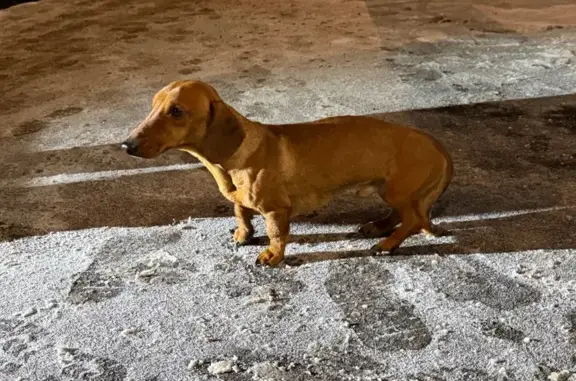 Найдена собака, Москва, фото: Собака найдена: ул. 800-летия Москвы, 20