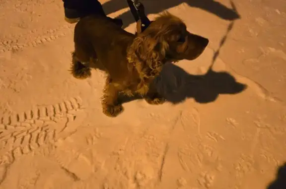 Найдена собака, Дмитрова Гора, фото: Спаниель найден: Кимрская ул, 5, Дмитрова Гора