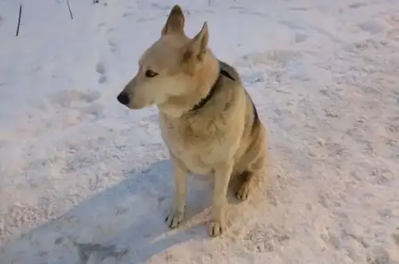 Найдена собака, Санкт-Петербург, фото: Собака найдена: Южное шоссе 47к3
