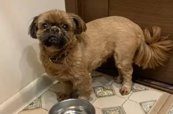 Пропала собака, Верхняя ул. 4, Геленджик - photo