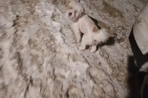 Найдена собака, Федино, фото: Белая болонка найдена в Федино, 9