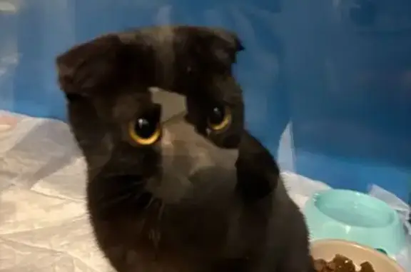 Найдена кошка, Люберцы, фото: Найдена кошка, Октябрьский пр., 164 Люберцы