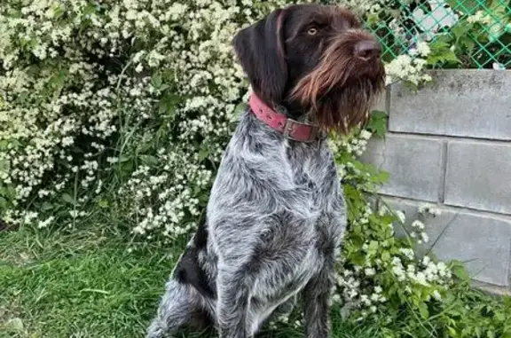 Пропала собака, Набережная ул, 67, Луховицы - photo