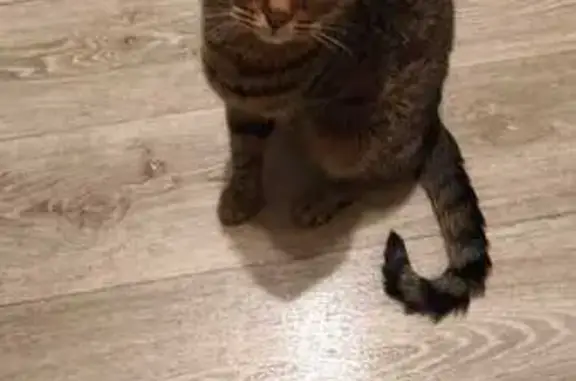 Кошки потеряшки, Ногинск, фото: Потеряшка трёхлапая кошка, Ногинск, Текстильный, 9