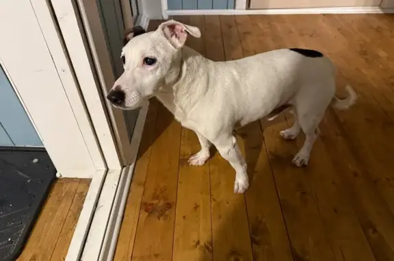 Найдена собака, Королёв, фото: Собака найдена: Королёв, Легостаева 2