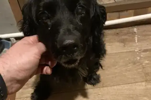 Найдена собака, Новоалтайск, фото: Собака найдена: Чуйский тракт, Зудилово