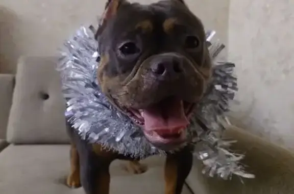 Пропала собака, Осипенко 19, Ижевск - photo