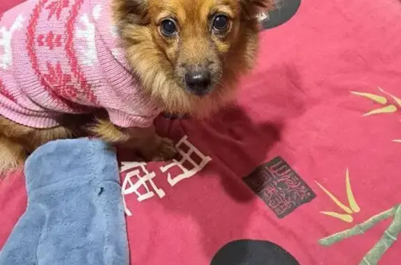 Пропала собака, Санкт-Петербург - photo