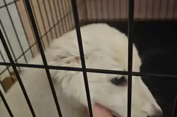 Найдена собака, Курган, фото: Найдена собака: Станционная ул, 20, Курган