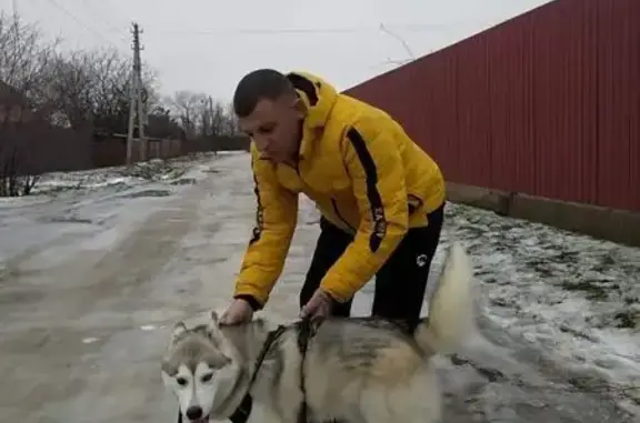 Пропала собака, Красный Сулин, Ростовская обл. - photo
