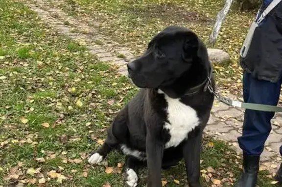 Пропала собака, Проезд 17, Королёв - photo