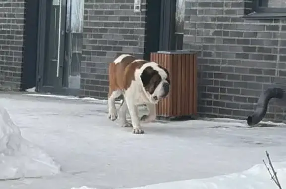 Найдена собака, Красноярск, фото: Собака найдена: Октябрьский р-н, Красноярск