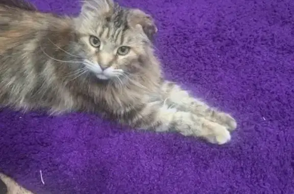 Объявления о пропавших и найденных животных, Новотроицк, фото: Найдена кошка, ул. Пушкина 50, Новотроицк