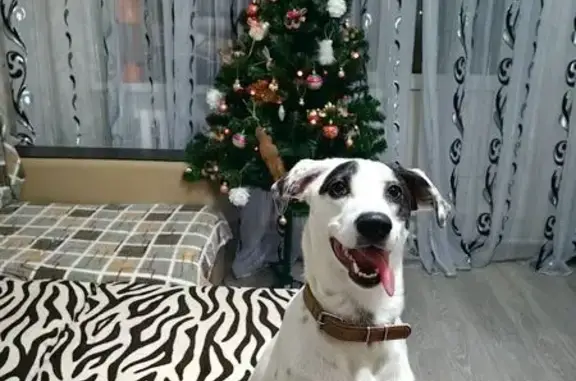 Найдена собака, Растуново, фото: Собака найдена: Каширское шоссе, с4