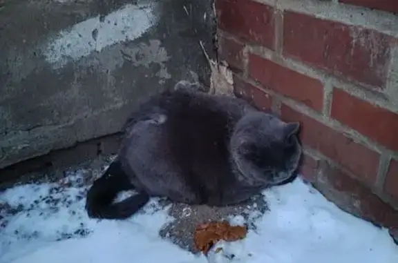 Найдена кошка, Ярославль, фото: Британская кошка найдена, Волгоградская ул.