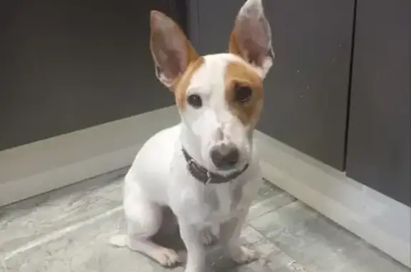 Пропала собака, Индустриальная 30А, Кострома - photo