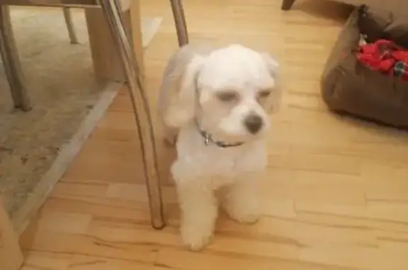 Найдена собака, Новое Девяткино, фото: Найдена собака, Новое Девяткино, Главная