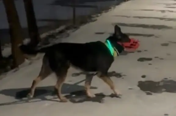 Пропала собака, Лодочная ул. 41, Москва - photo