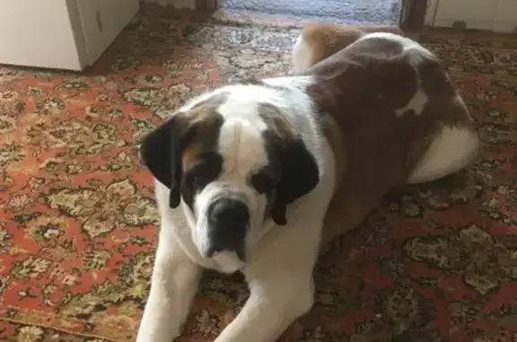 Пропала собака, ул. Стасовой 54Ж/24 - photo