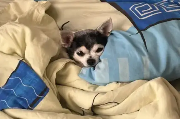 Пропала собака, ул. Нариманова 8, Волжский - photo