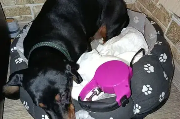 Найдена собака, Томск, фото: Найдена такса, Иркутский тракт 183, Томск