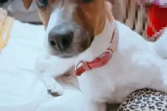 Пропала собака, ул. Островского, Сургут - photo