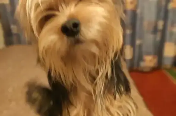 Пропала собака, Солнечная ул. 33, Екб - photo