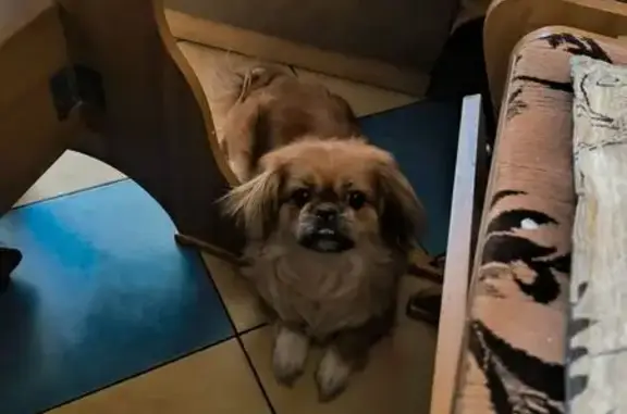 Пропала рыжая собака, ул. Бабушкина, 32А - photo