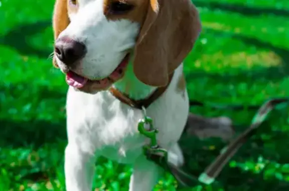 Пропала собака, ул. 8 Марта, 20А, Киров - photo