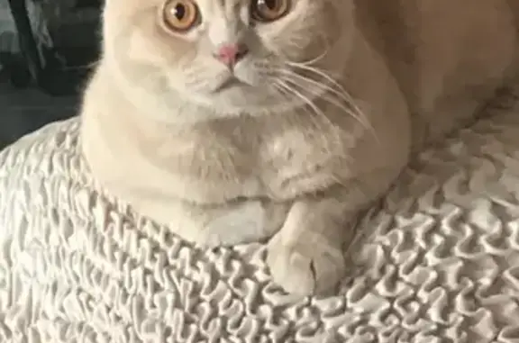 Пропала кошка, Московское шоссе, Тула - photo