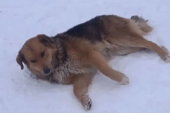 Найдена собака, Дзержинск, фото: Собака найдена: Портовое шоссе, Дзержинск
